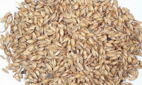 The Art of Crafting Roasted Malt:A Comprehensive Guide to Traditional and Modern Techniques