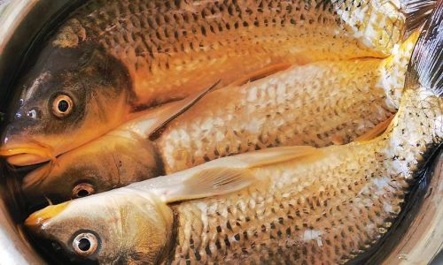 How to Cook Carp Deliciously and Simply