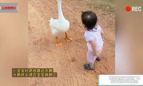 How to Embrace the Art of Being a Big Goose:Strategies for Success
