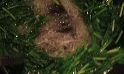 Mastering the Art of Making Chives and Vermicelli Stir-Fry