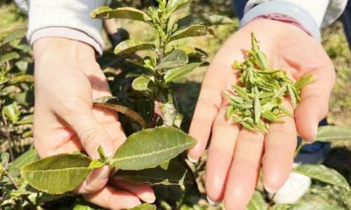 Exploring the Essence of Yangzhou Green Yangchun Tea:A Delicate Journey Through Chinas Tea Culture