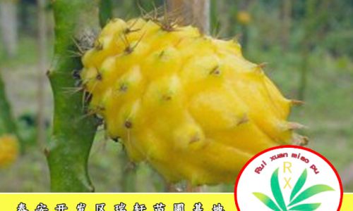 Distinguishing Pitaya from Dragon Fruit:An In-Depth Analysis