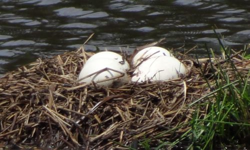 Distinguishing Between Swan Goose Eggs and Goose Eggs:A Comprehensive Guide