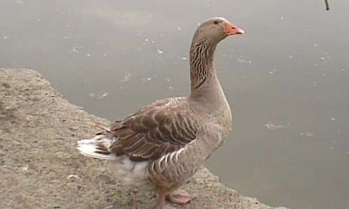 Distinguishing Between Swan Goose Eggs and Goose Eggs:A Comprehensive Guide