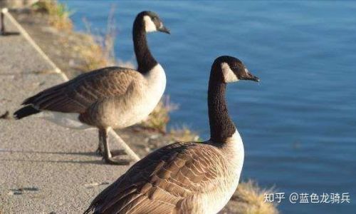 Distinguishing Between Swan Goose Eggs and Goose Eggs:A Comprehensive Guide