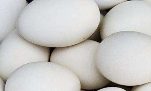 Distinguishing Between Swan Goose Eggs and Goose Eggs:A Comprehensive Guide
