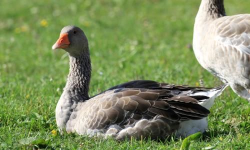 How to Prepare and Cook Goose-like Swan Anser cygnoides)A Culinary Guide