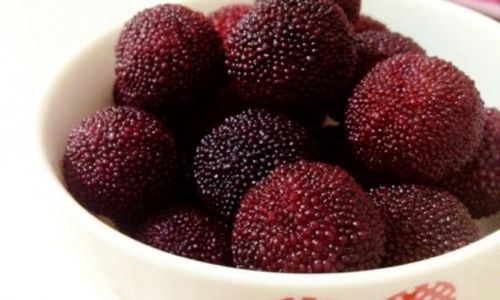 Crafting Delicious Salted Plum:A Culinary Journey