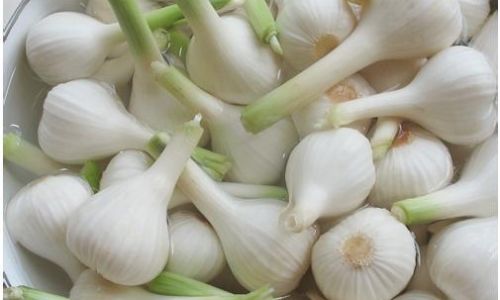 The Comprehensive Collection of Salty Garlic Pickling Recipes