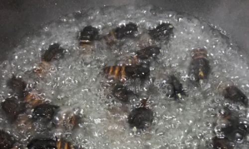 The Art of Cooking Silkworm Pupae in Saltwater:A Culinary Exploration