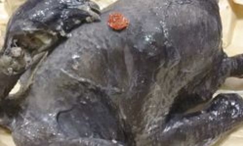 How to Make Salt-Baked Black-Boned Chicken
