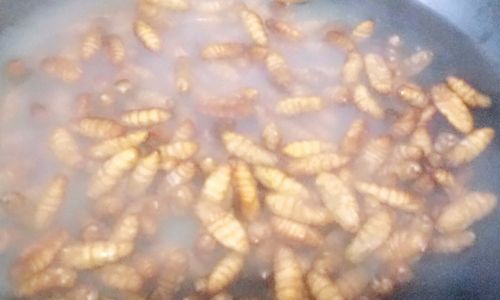 The Art of Cooking Fried Bee Pupae:A Delicacy from Nature’s Hive