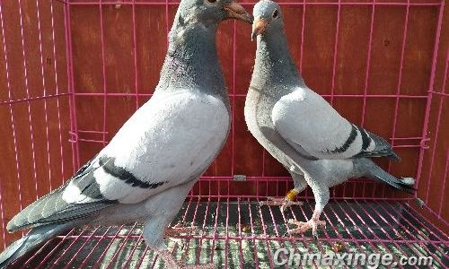 Mastering the Art of Making Sauce-Marinated Pigeon