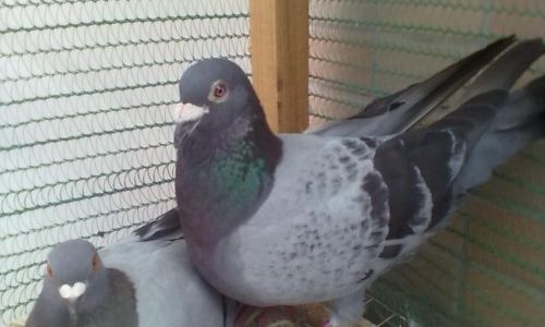 Mastering the Art of Making Sauce-Marinated Pigeon