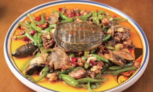 How to Cook Turtle and Free-Range Chicken Stew:A Culinary Delight