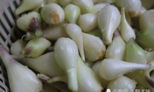 How to Make Homemade Jiaotong Allium Chinense)A Culinary Delight