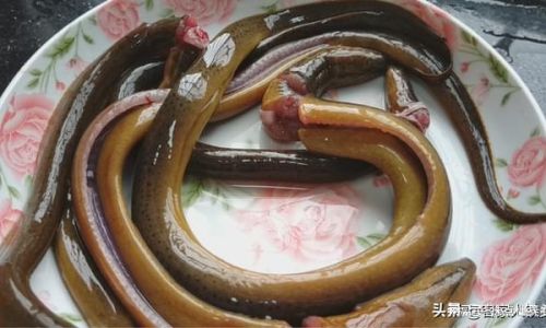 Mastering the Art of Making Simple yet Delicious Eel Dishes