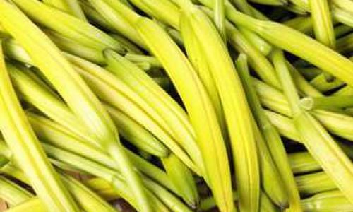 How to Make Braised Pork Belly with Lily Buds:A Culinary Delight