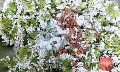 Crafting the Perfect Salted Chive Flowers:A Culinary Journey