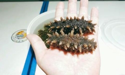 A Comprehensive Guide to Soaking and Preparing Salt-Dried Sea Cucumbers