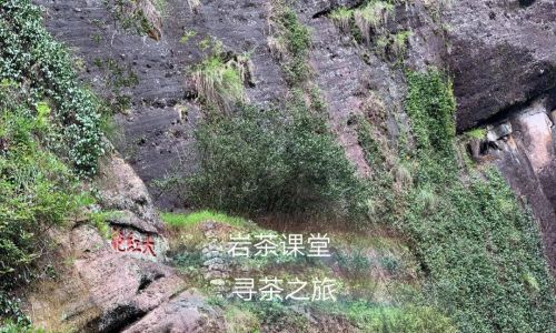 Unraveling the Essence of Rock Bone and Flower Fragrance in Rock Tea