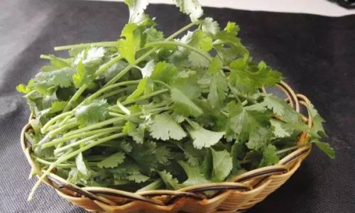 Exploring the Culinary Versatility of Coriander:How to Enjoy Coriander in Various Ways