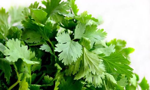 Exploring the Culinary Versatility of Coriander:How to Enjoy Coriander in Various Ways