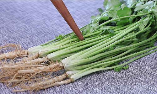 Exploring the Culinary Versatility of Coriander:How to Enjoy Coriander in Various Ways