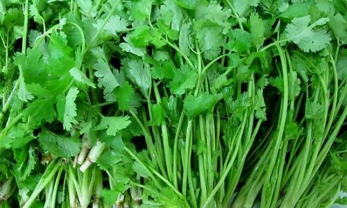 Exploring the Culinary Versatility of Coriander:How to Enjoy Coriander in Various Ways
