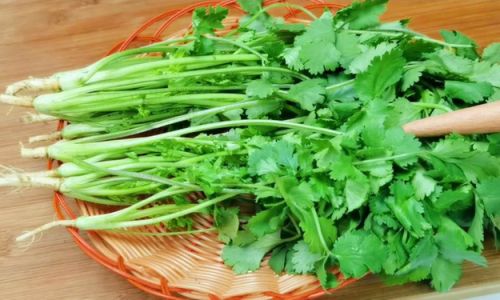 Mastering the Art of Making Delicious Coriander Dishes