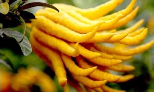 How Long Can Pickled Buddhas Hand Preserve Its Flavor?