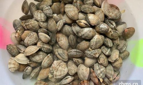 How Long Can Preserved Clams Retain Their Freshness?