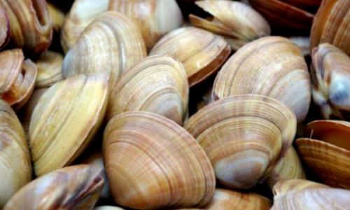 How Long Can Preserved Clams Retain Their Freshness?