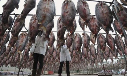 The Art of Fermenting and Drying Fish:How Long Does It Take to Enjoy Your Homemade Preserved Fish?