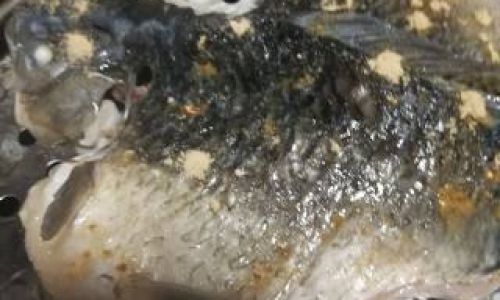 Mastering the Art of Cooking Delicious Preserved Fish