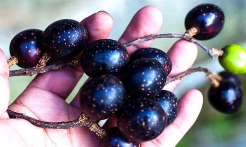 How to Make Rouge Fruit Wine:A Step-by-Step Guide
