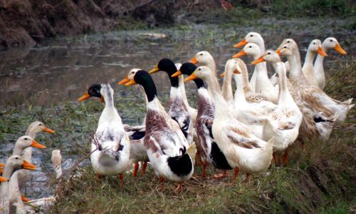 How to Preserve Ducks to Maintain Freshness