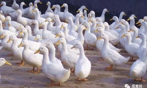 How to Preserve Ducks to Maintain Freshness