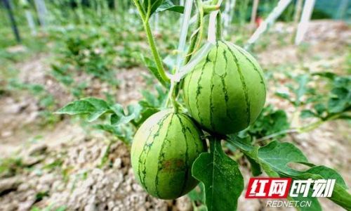 Exploring the Texture of Press-Sanded Melon:Crisp or Sandy?