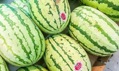 Exploring the Texture of Press-Sanded Melon:Crisp or Sandy?