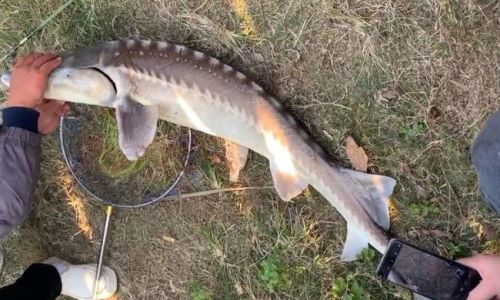 The Art of Scaling Sturgeon:A Comprehensive Guide