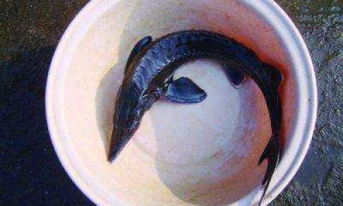 The Art of Scaling Sturgeon:A Comprehensive Guide