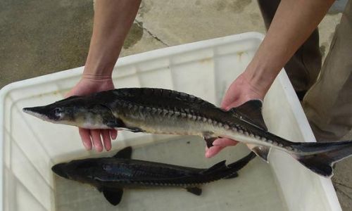 The Art of Scaling Sturgeon:A Comprehensive Guide