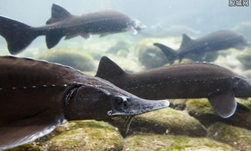 How to Prepare and Cook Sturgeon:A Culinary Guide
