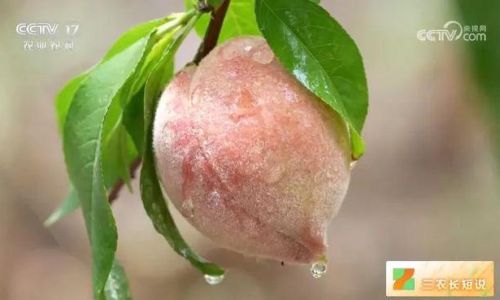 Unraveling the Mystery of Blood Peaches:Are They White-Fleshed When Unripe?