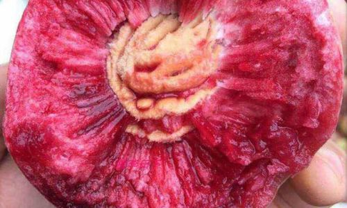 Unraveling the Mystery of Blood Peaches:Are They White-Fleshed When Unripe?