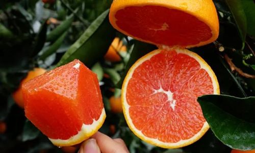 Discovering the Delights of Eating Blood Oranges:A Culinary Journey