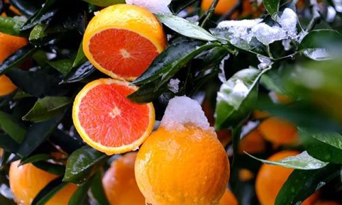 Discovering the Delights of Eating Blood Oranges:A Culinary Journey