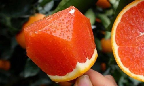 Discovering the Delights of Eating Blood Oranges:A Culinary Journey