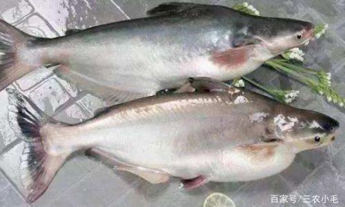 Are Codfish Marine Fish?An In-Depth Exploration